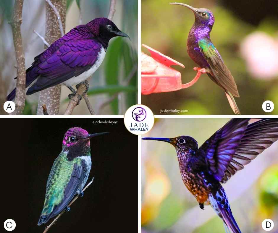 Four magnificent purple birds, with three resting and one in flight. The colours are vibrant, with varying shades of purple and blue. Jade Whaley NZ