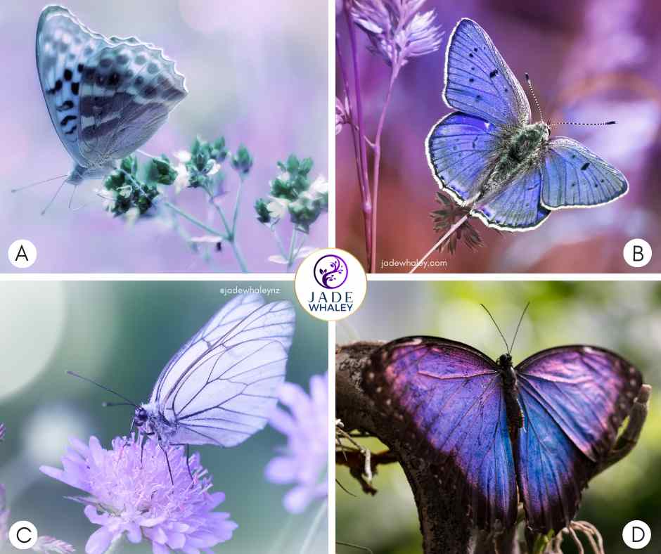 Four beautiful purple butterflies in various shades from lavender to rich purple, flutter near or on flowers Jade Whaley NZ. 