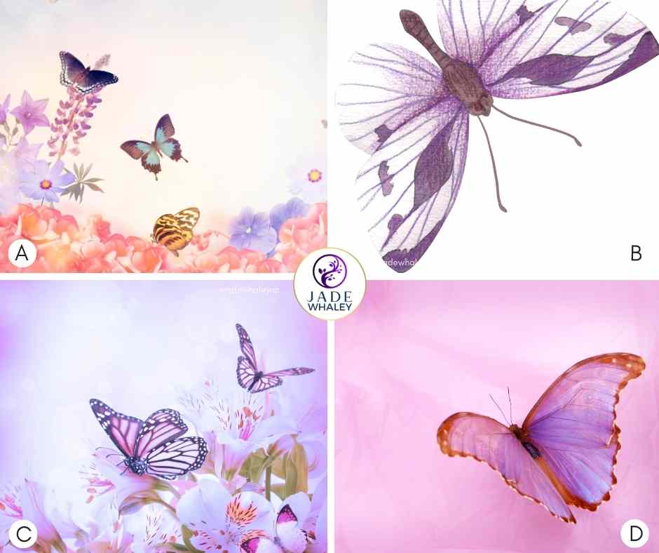 Four beautiful purple butterflies in various shades from lavender to rich purple, flutter near or on flowers Jade Whaley NZ. 
