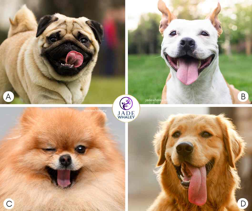Four cute white, tan or brown small dogs who are happy and smiling with their tongues out. Jade Whaley NZ  